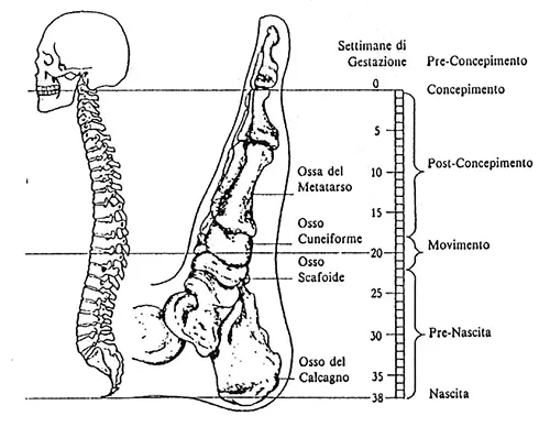 metamorfica corrispondenze